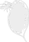 Daphnia